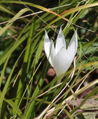 Crocus vallicola