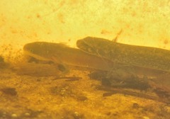 Necturus punctatus