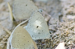 Lestranicus transpectus