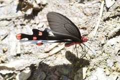 Byasa