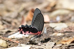Papilio alcmenor