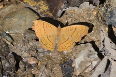 Pseudergolis wedah