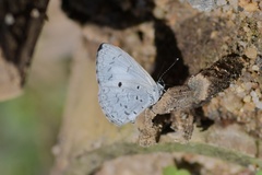 Lestranicus transpectus