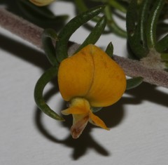 Aspalathus subtingens