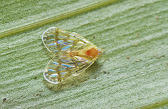 Saccharodite chrysonoe