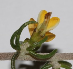 Aspalathus subtingens