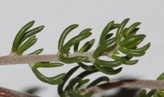 Aspalathus subtingens