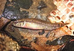 Umbra pygmaea