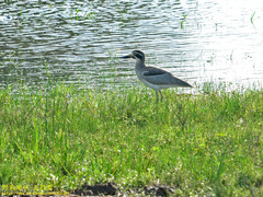 Esacus recurvirostris