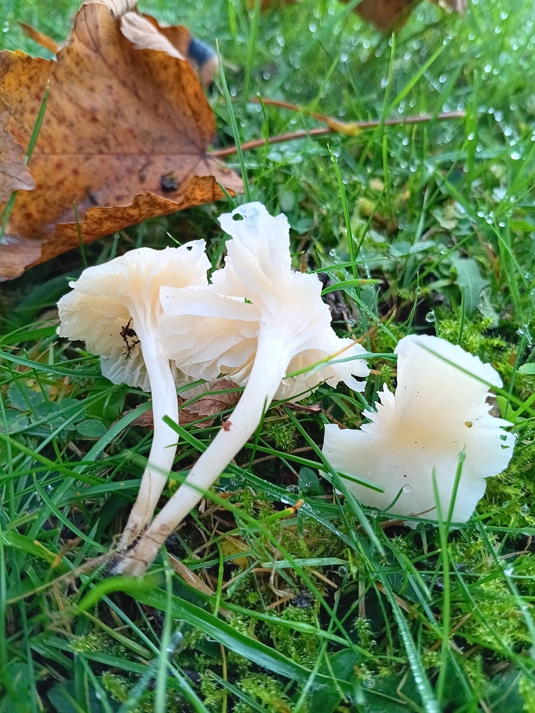 Cuphophyllus virgineus · November 2025 · photo: © considerthelilies (iNaturalist, cc-by)
