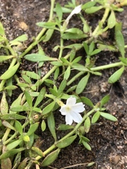 Dentella repens