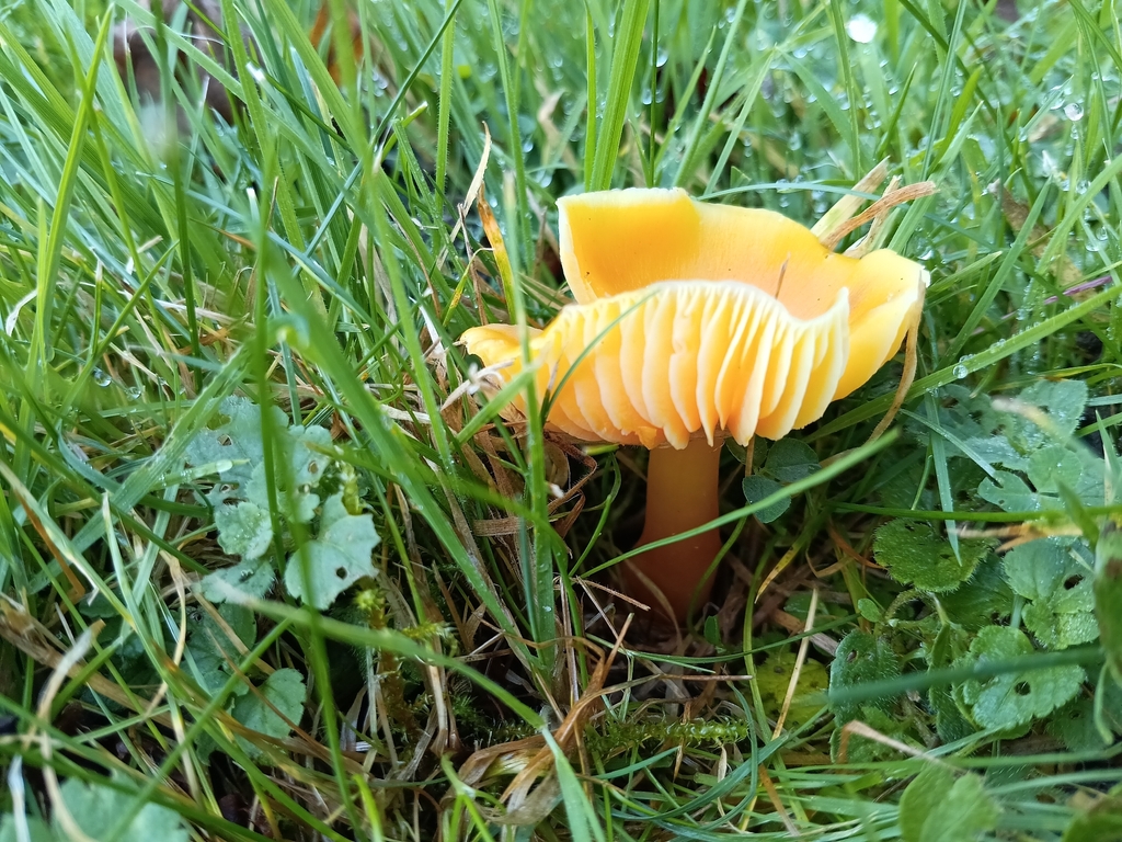 Hygrocybe quieta · November 2025 · photo: © considerthelilies (iNaturalist, cc-by)