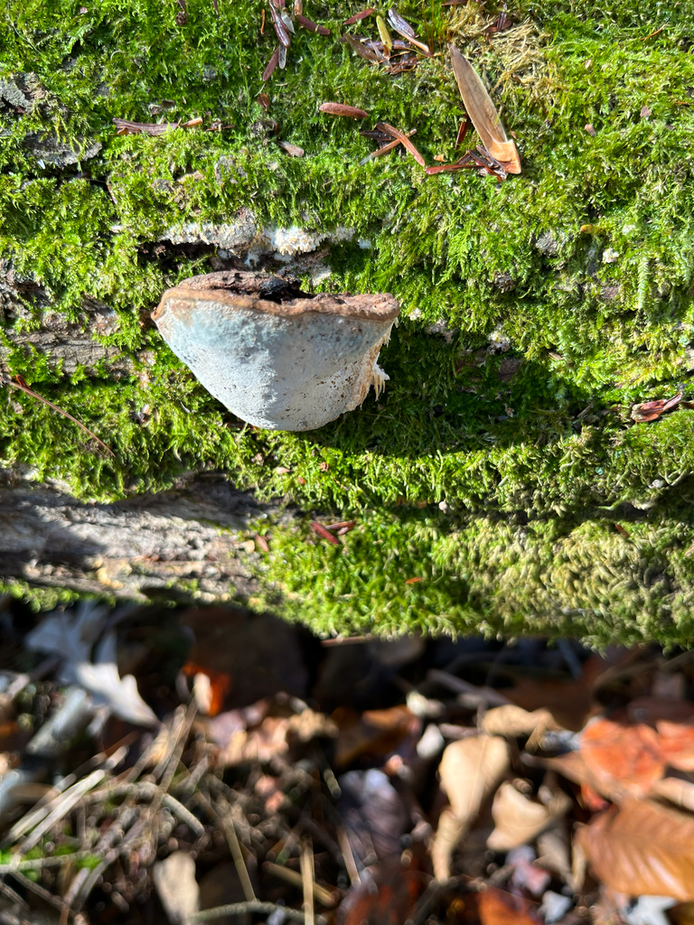 Ganoderma lobatum · November 2025 · photo: © joshua_huber (iNaturalist, cc-by-sa)