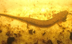 Necturus lewisi