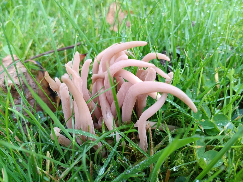 Clavaria fumosa · November 2025 · photo: © considerthelilies (iNaturalist, cc-by)