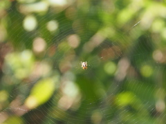 Araneus ejusmodi