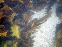 Chironemus marmoratus