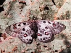 Parnassius honrathi