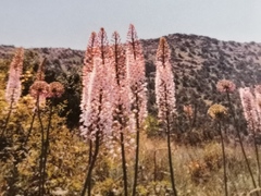 Eremurus