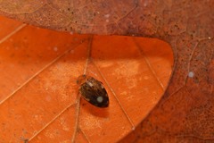 Laccophilus maculosus