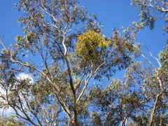 Amyema miquelii