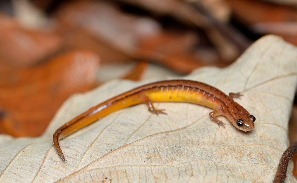 Chamberlain's Dwarf Salamander