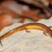 Chamberlain's Dwarf Salamander - Photo (c) Robby Deans, some rights reserved (CC BY-NC), uploaded by Robby Deans