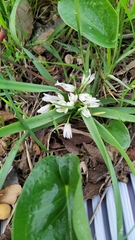 Allium chamaemoly