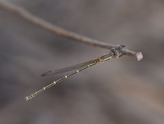 Austrolestes aridus