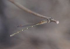 Austrolestes aridus