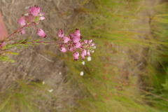 Erica racemosa