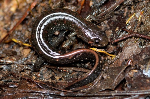 Holbrook’s Southern Dusky Salamander