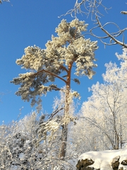 Pinus sylvestris