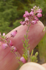 Erica racemosa