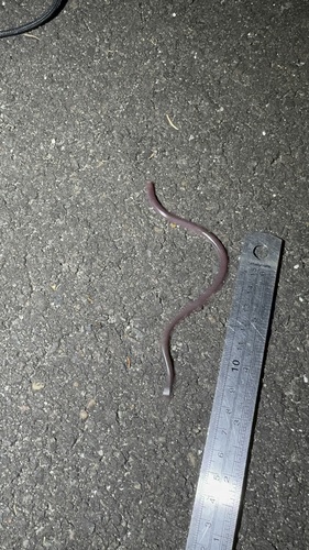 Blackish Blind Snake sighting