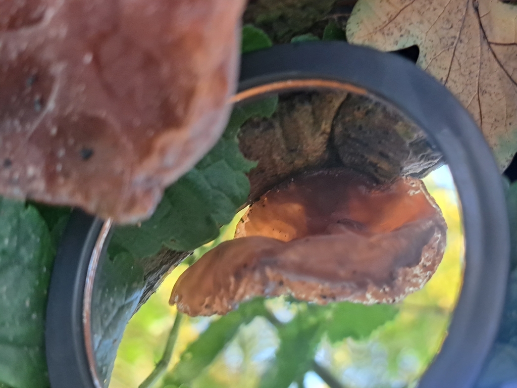 Auricularia auricula-judae · November 2025 · photo: © marisnocatpiss (iNaturalist, cc-by)