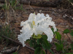 Bauhinia petersiana