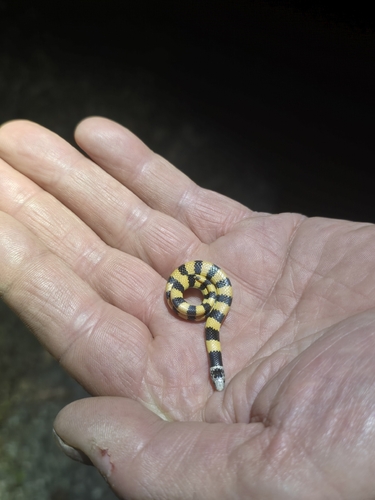 Southern Desert Banded Snake sighting