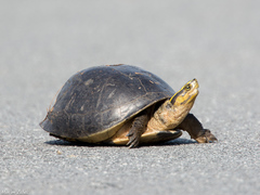 Cuora amboinensis kamaroma