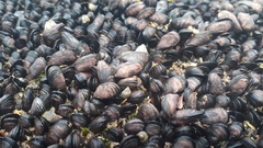 Brachidontes