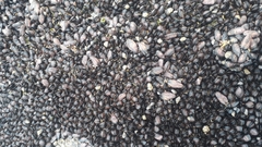 Brachidontes