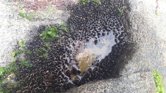 Brachidontes