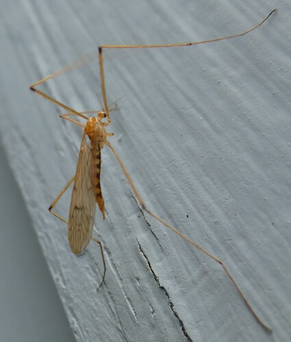 Unknown species found near Fayston, VT, USA