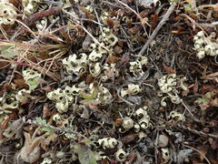 Xanthoparmelia semiviridis