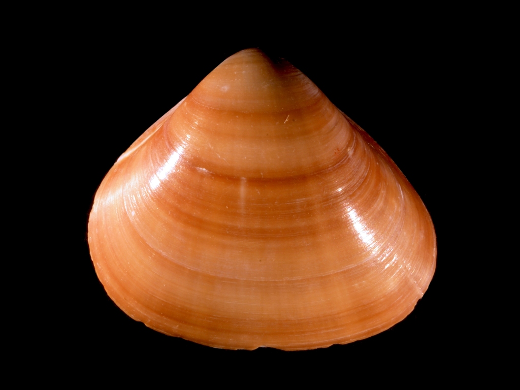 Tivela geijskesi