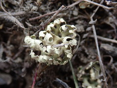 Xanthoparmelia semiviridis
