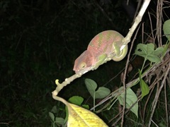 Calumma oshaughnessyi