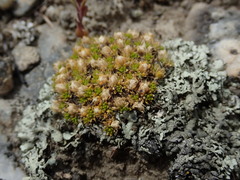 Colobanthus brevisepalus