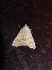 Pandesma robusta