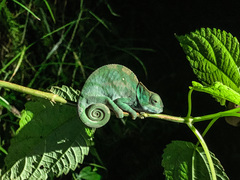 Calumma oshaughnessyi